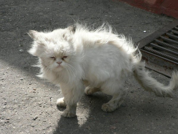 персидская кошка