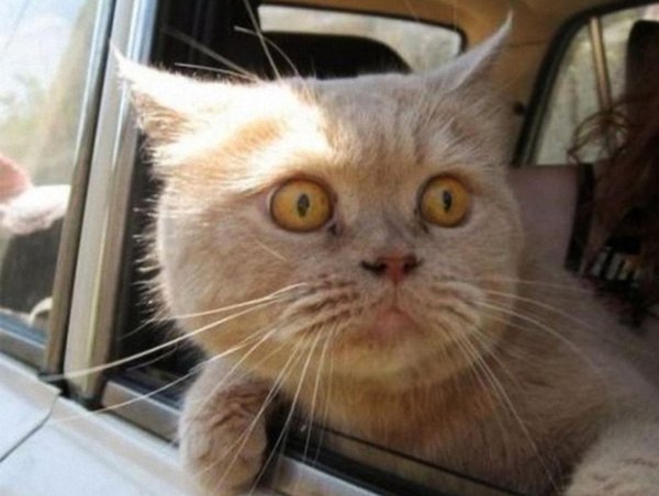 смешная кошка