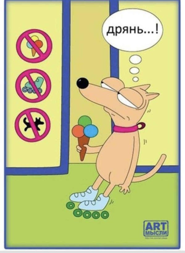 собака на роликах