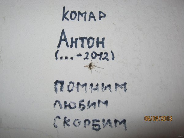 нашествие комаров