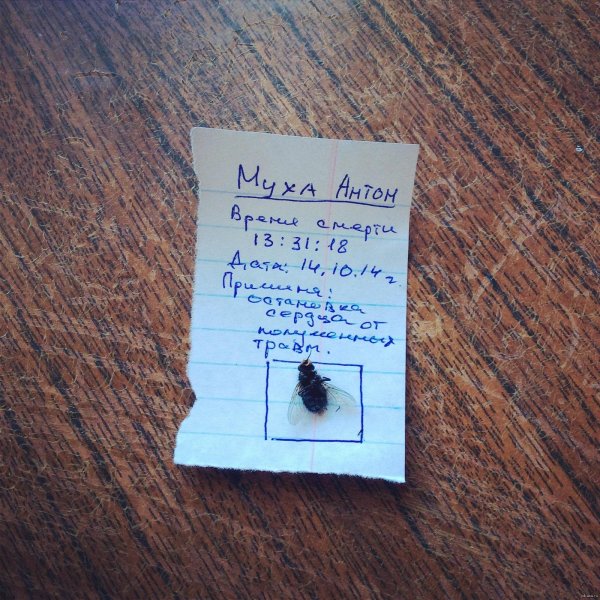 муха чёрная