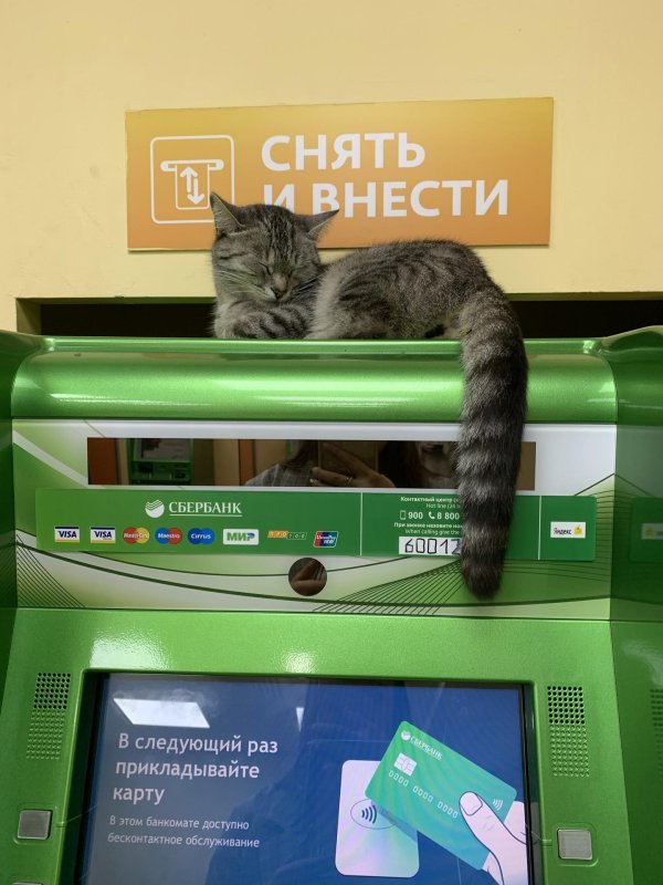 кот на банкомате