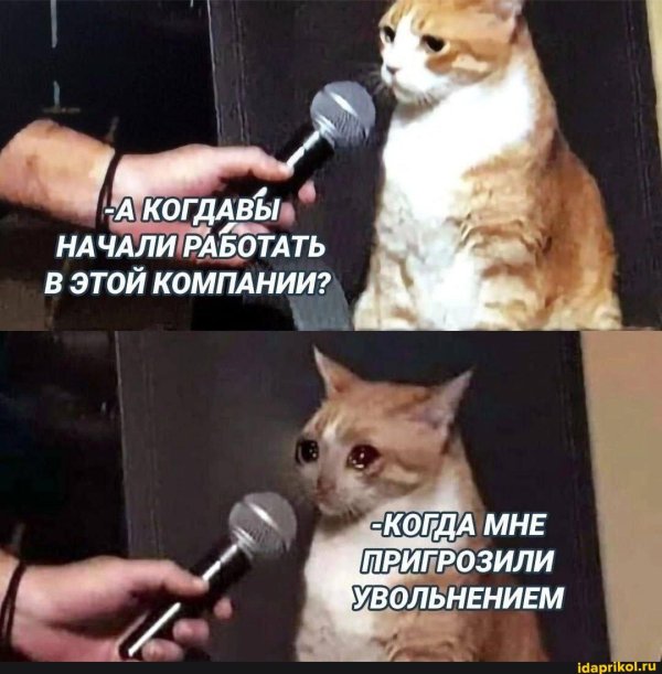 ьъы мем кот