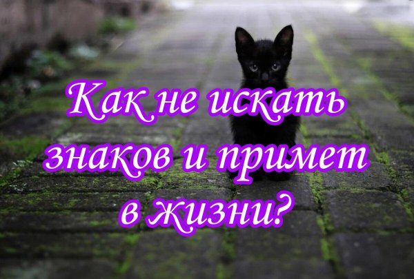 котята чёрные
