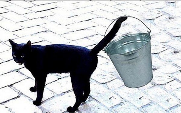 чëрная кошка