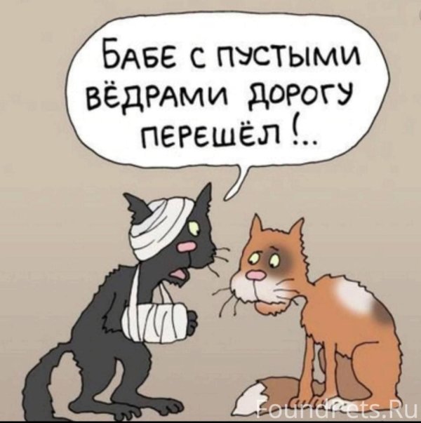 коты юмор