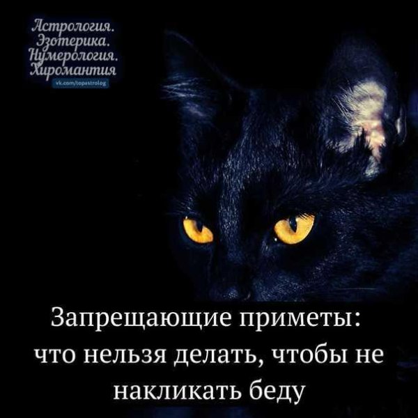 чëрная кошка