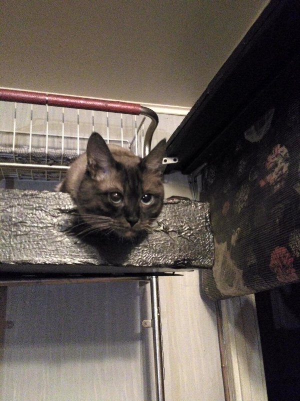 про кошек