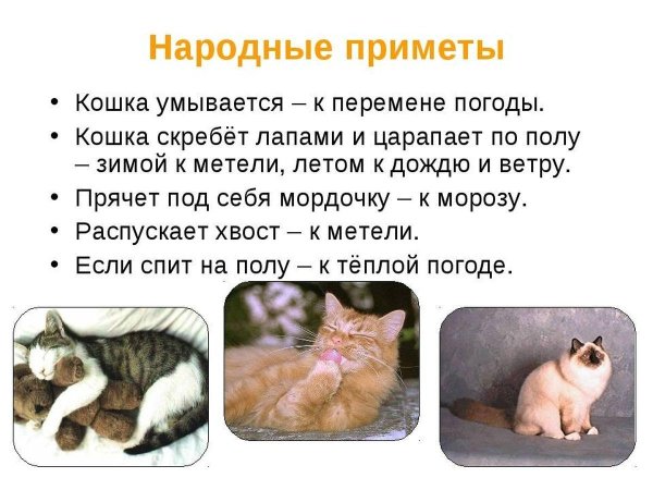 народная примета
