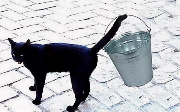 черного кота