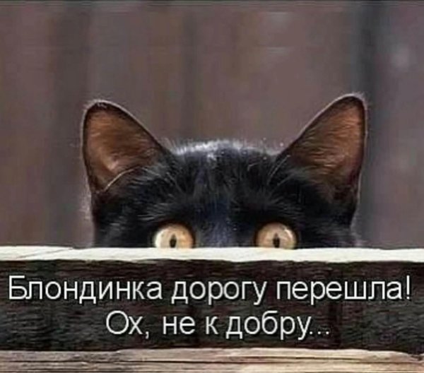кошка выглядывает