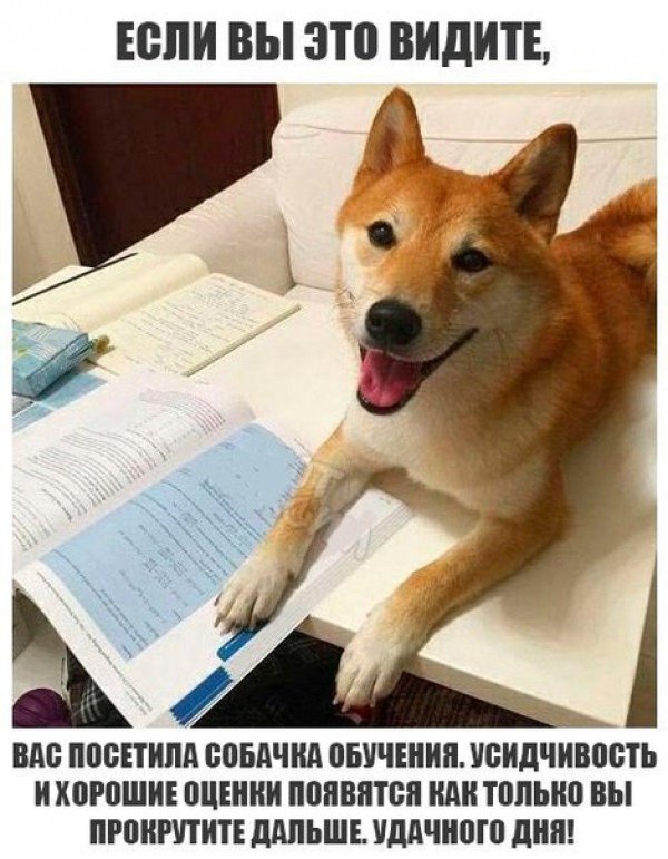 смешная собака учится