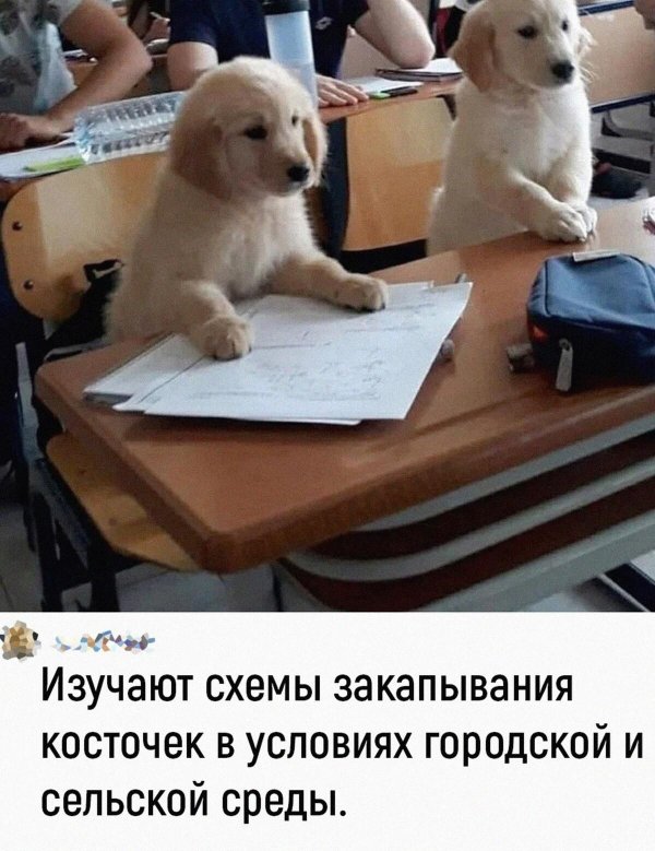 хороший мальчик собака
