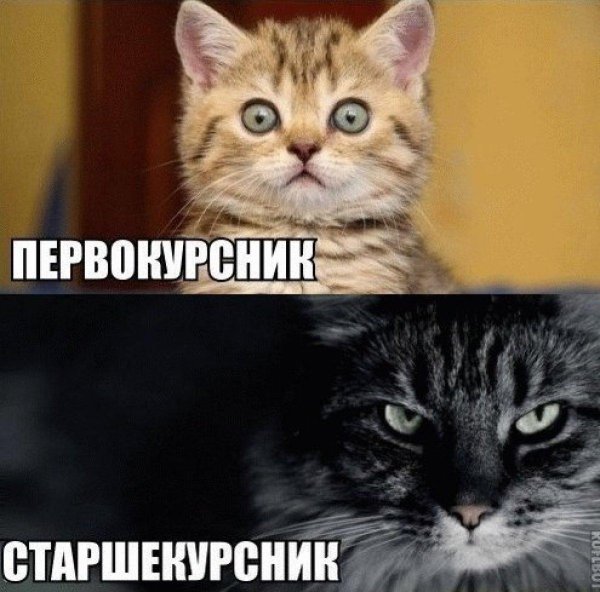 первокурсник и старшекурсник