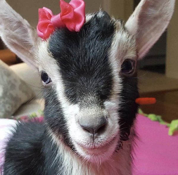 козлик маленький