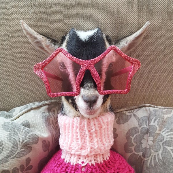 сумасшедшие животные