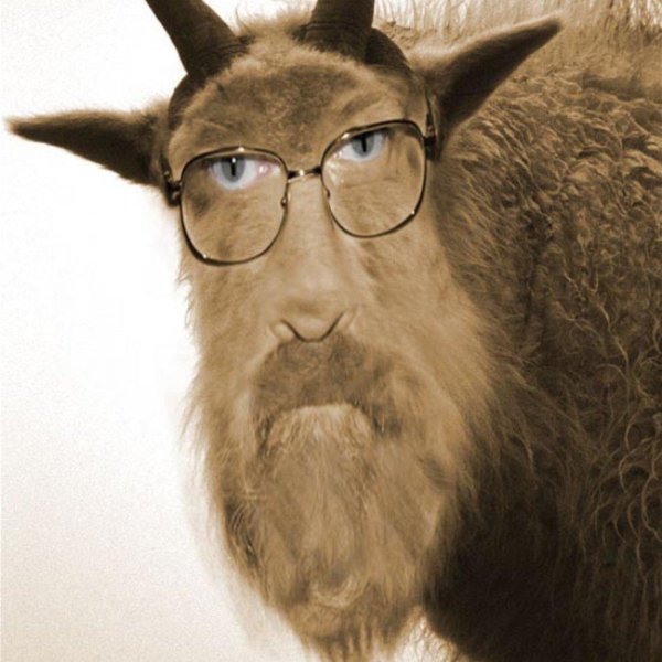 бородатый козёл