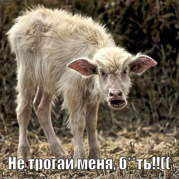 козёл вонючий