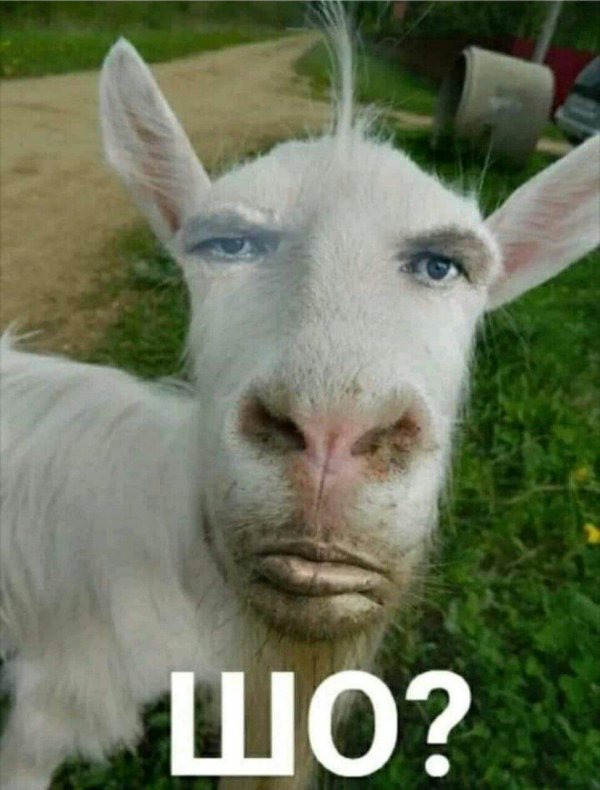 смешной козлик