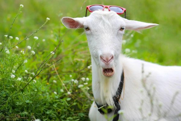 козья морда