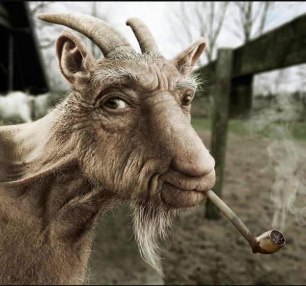 смешной козёл