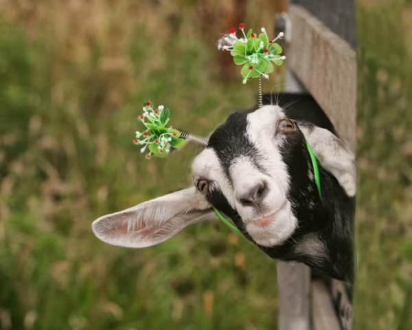 смешные козочки