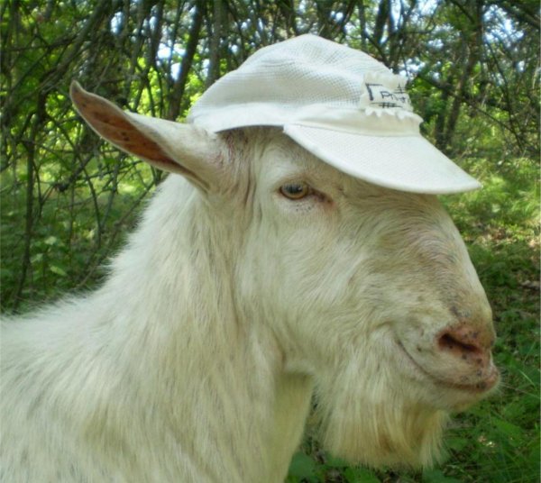 козья морда