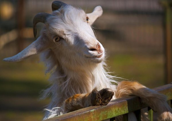 коза валдайская