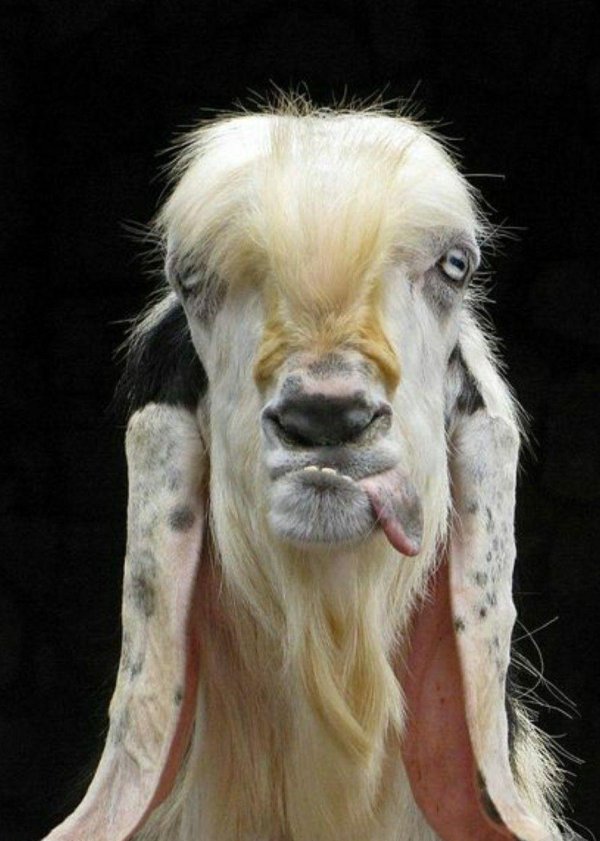 козлиная морда