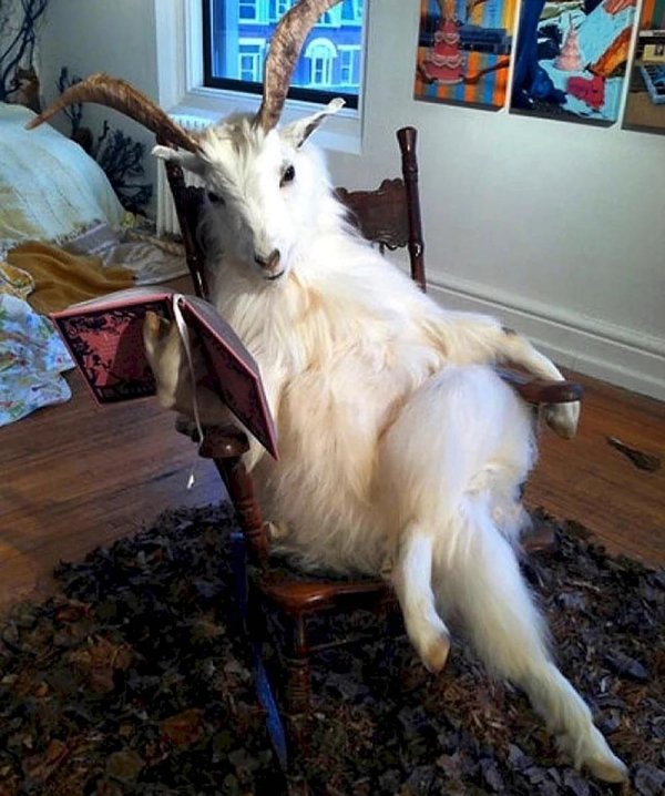 козочки смешные