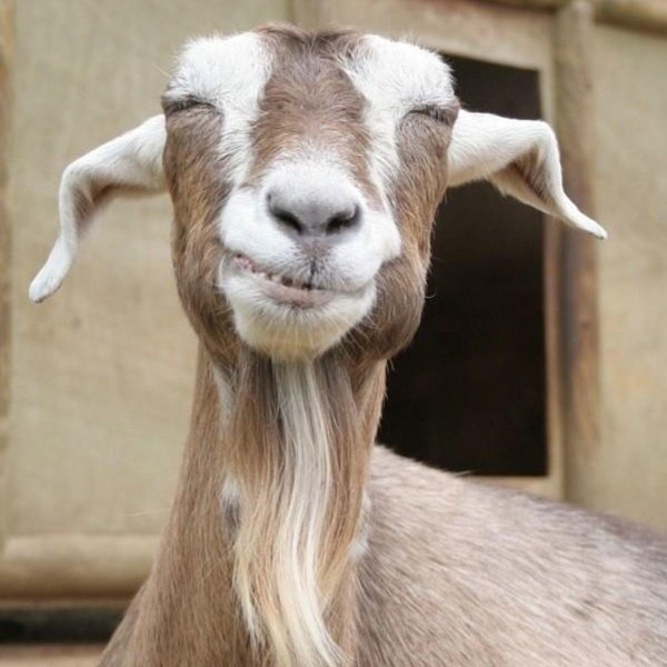 смешные козочки