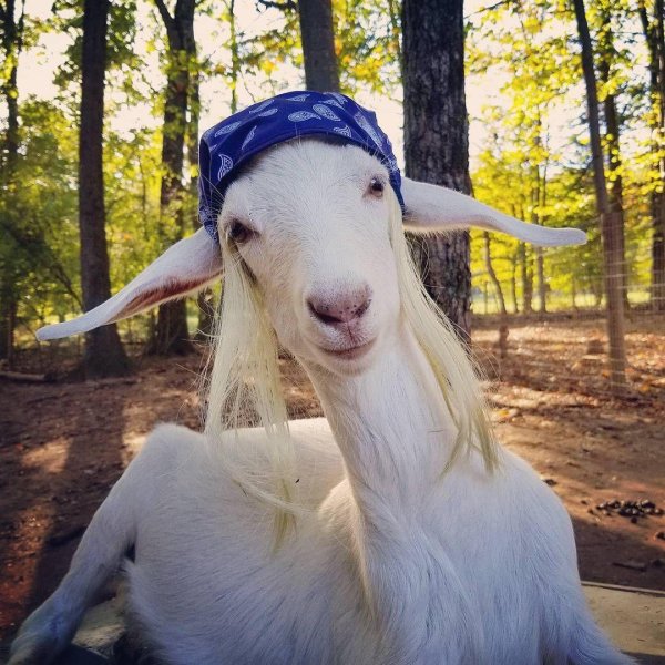 козья морда