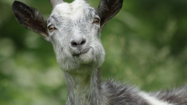 козлиная морда