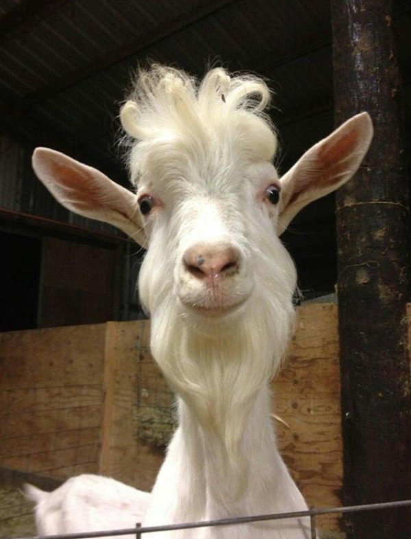 козья морда