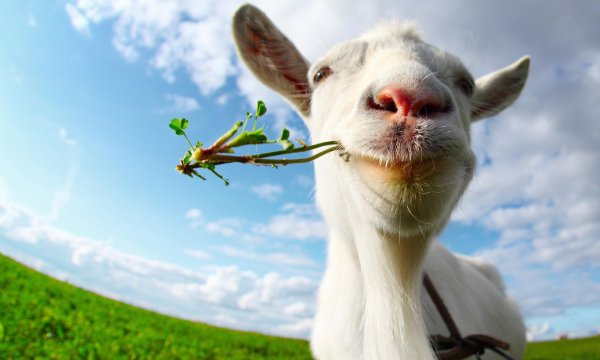 гоат симулятор