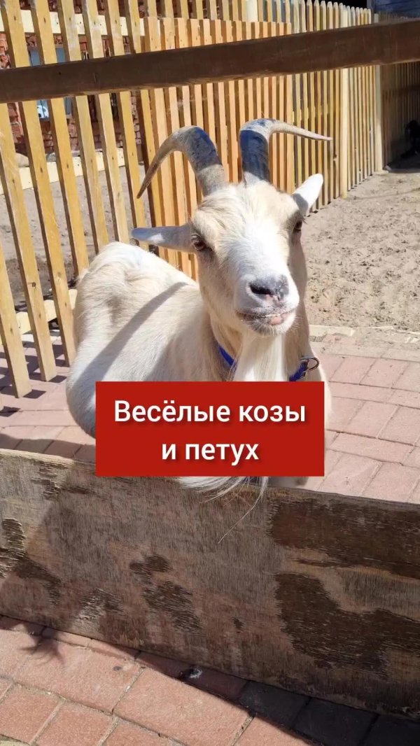 домашние козы