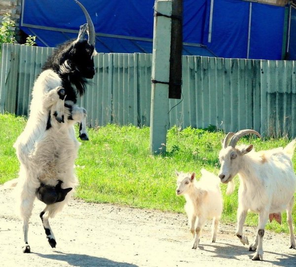 козы дерутся