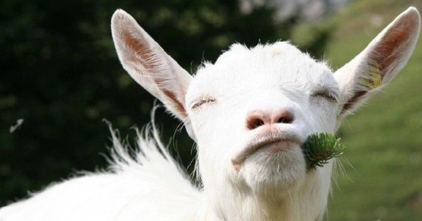 козье молоко