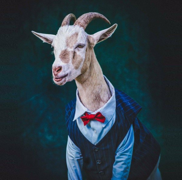 животные в одежде