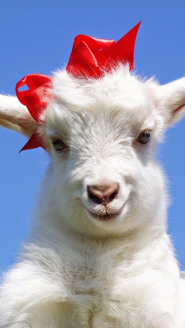 красивая козочка