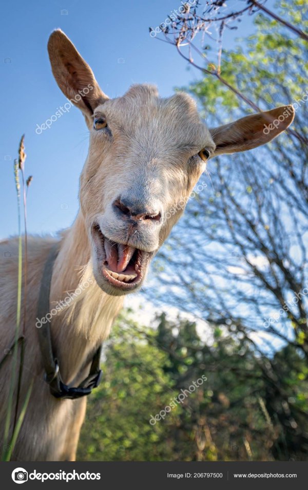 морда козла