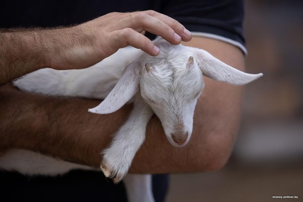 обезвоживание козлят резиками