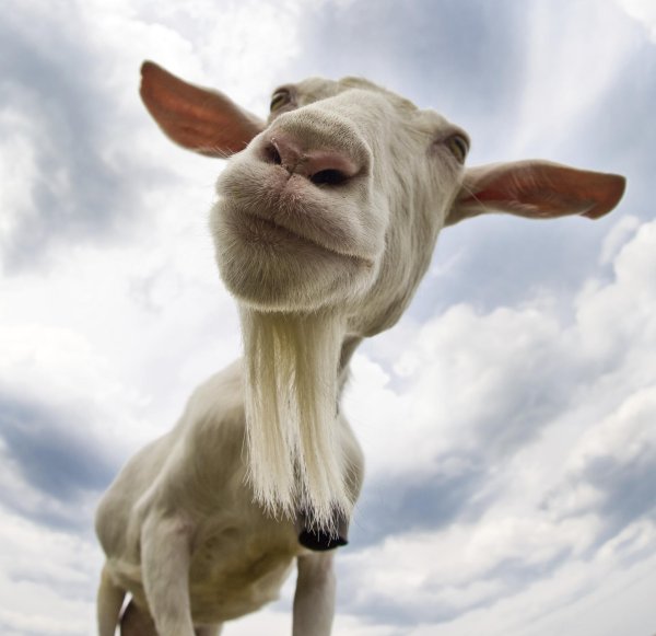 симулятор козла