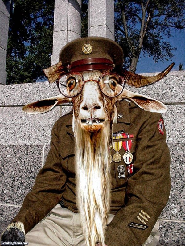 смешной козёл