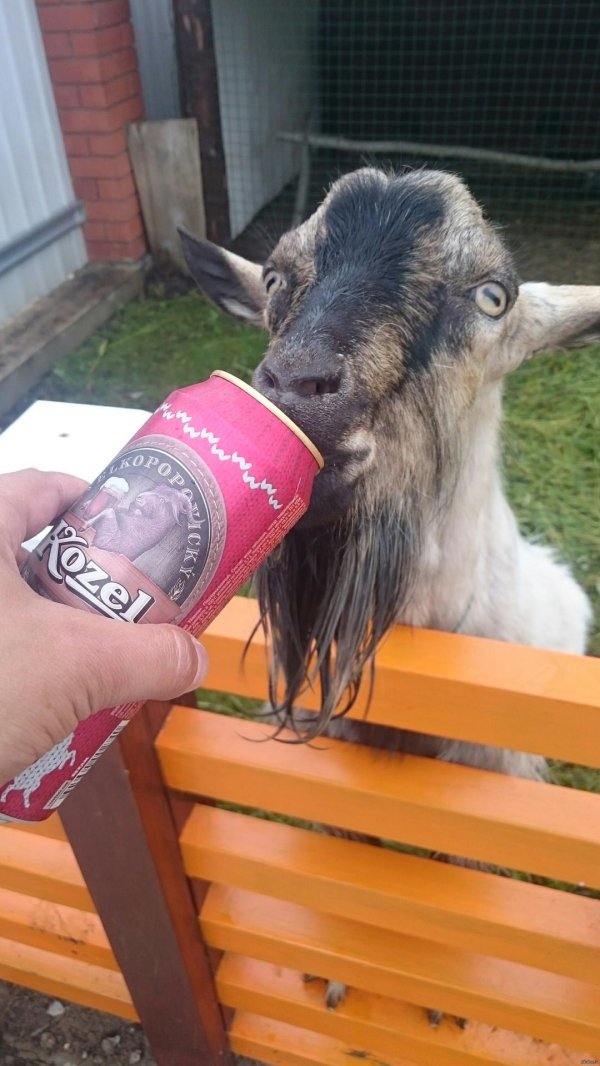 козёл безалкогольный