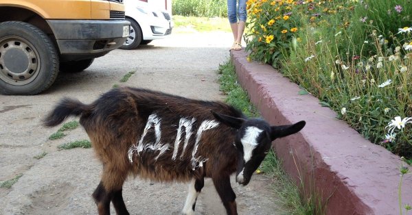 козлы дорожные