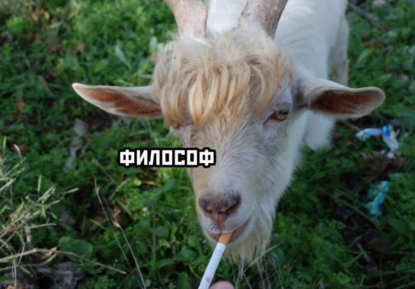 коза белая