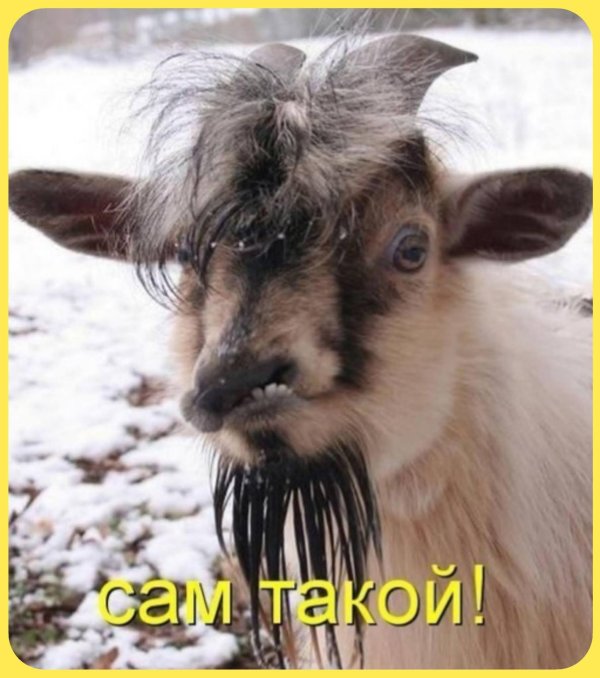 бородатая козлина