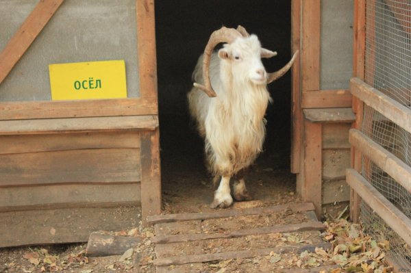 коза домашняя