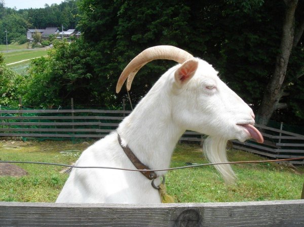 любовь зла полюбишь и козла